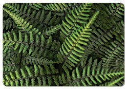 Podkładka - FERNS - 29 cm x 42 cm Bertoni